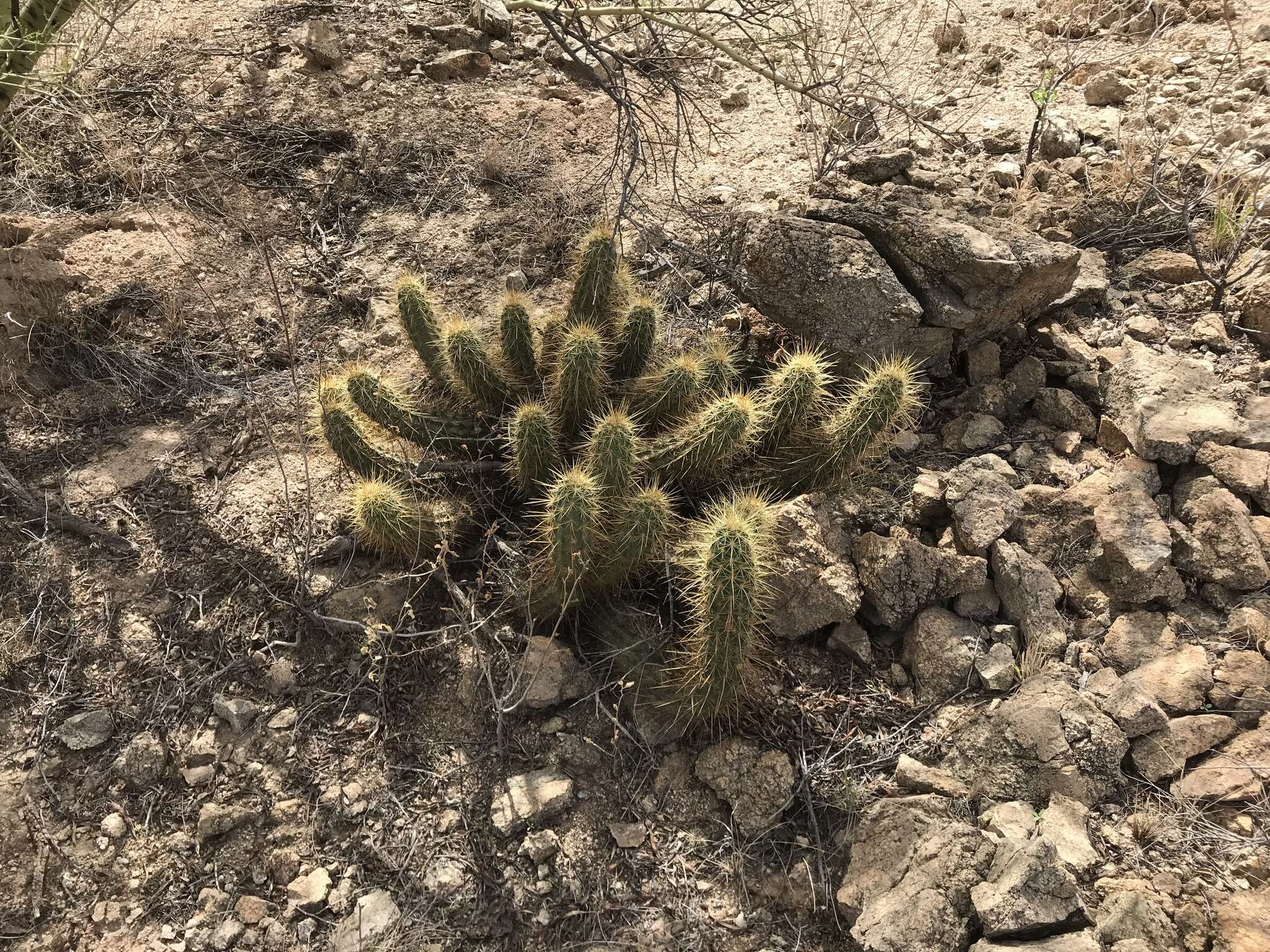 Image of Nichol's hedgehog cactus