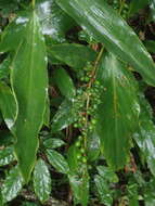 Imagem de Hedychium coronarium J. Koenig