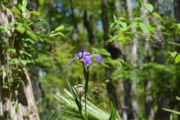 Sivun Iris savannarum Small kuva