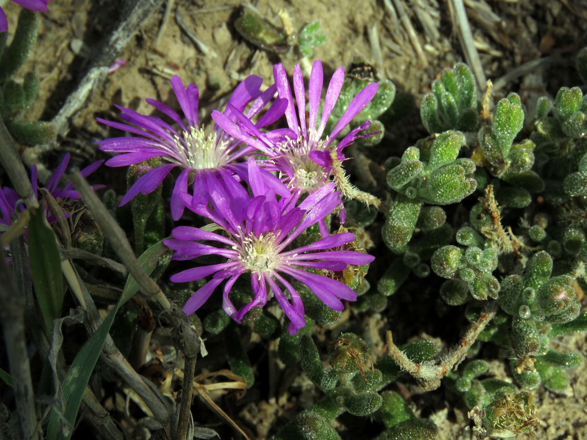 Imagem de Drosanthemum hispidum (L.) Schwant.