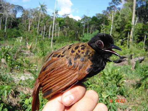 Image of Black-spotted Bare-eye