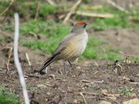 Image of Cinnamon-bellied Ground Tyrant