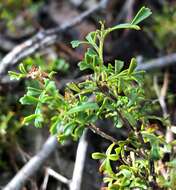 Image de Dodonaea humilis Endl.