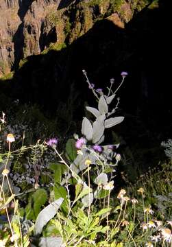 Image of Cirsium latifolium Lowe