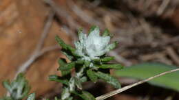 Image of Helichrysum rosum (Berg.) Less.