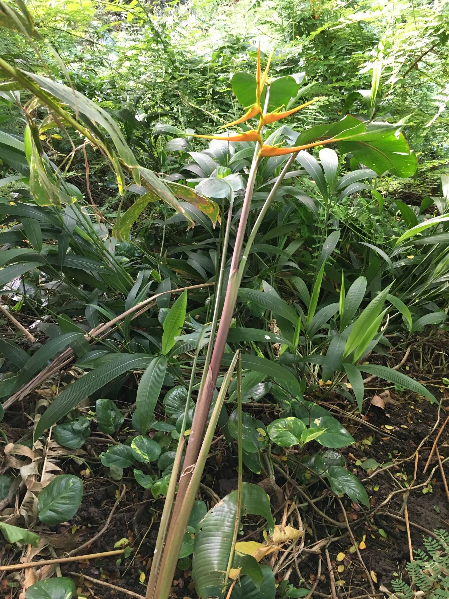 Plancia ëd Heliconia latispatha Benth.