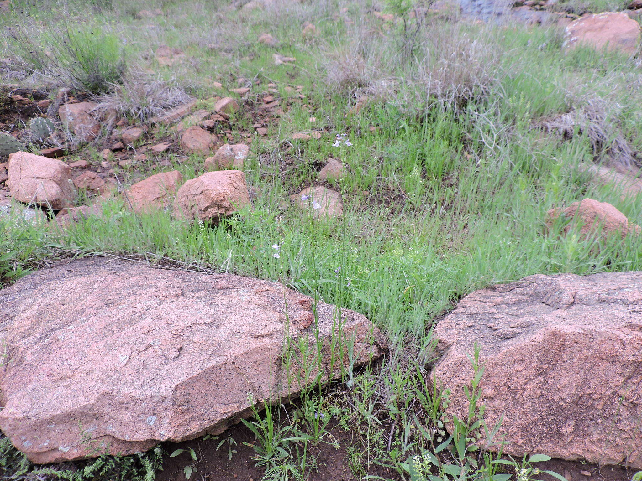 Image of Texas toadflax