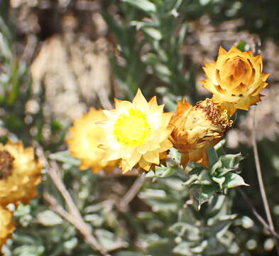 Image of Achyranthemum mucronatum