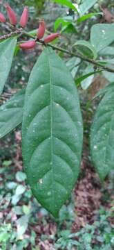 Image of Symplocos macrophylla Wall.