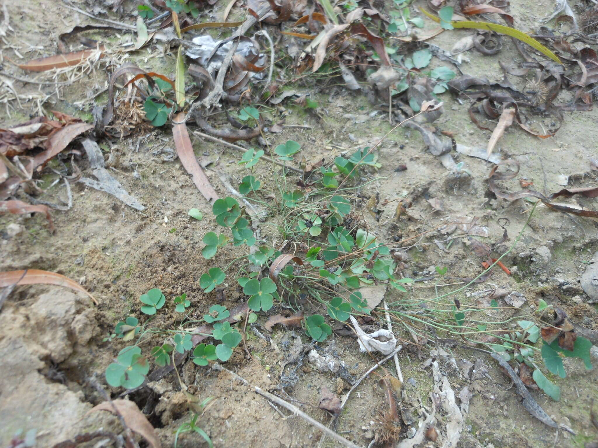 Image of hairy waterclover