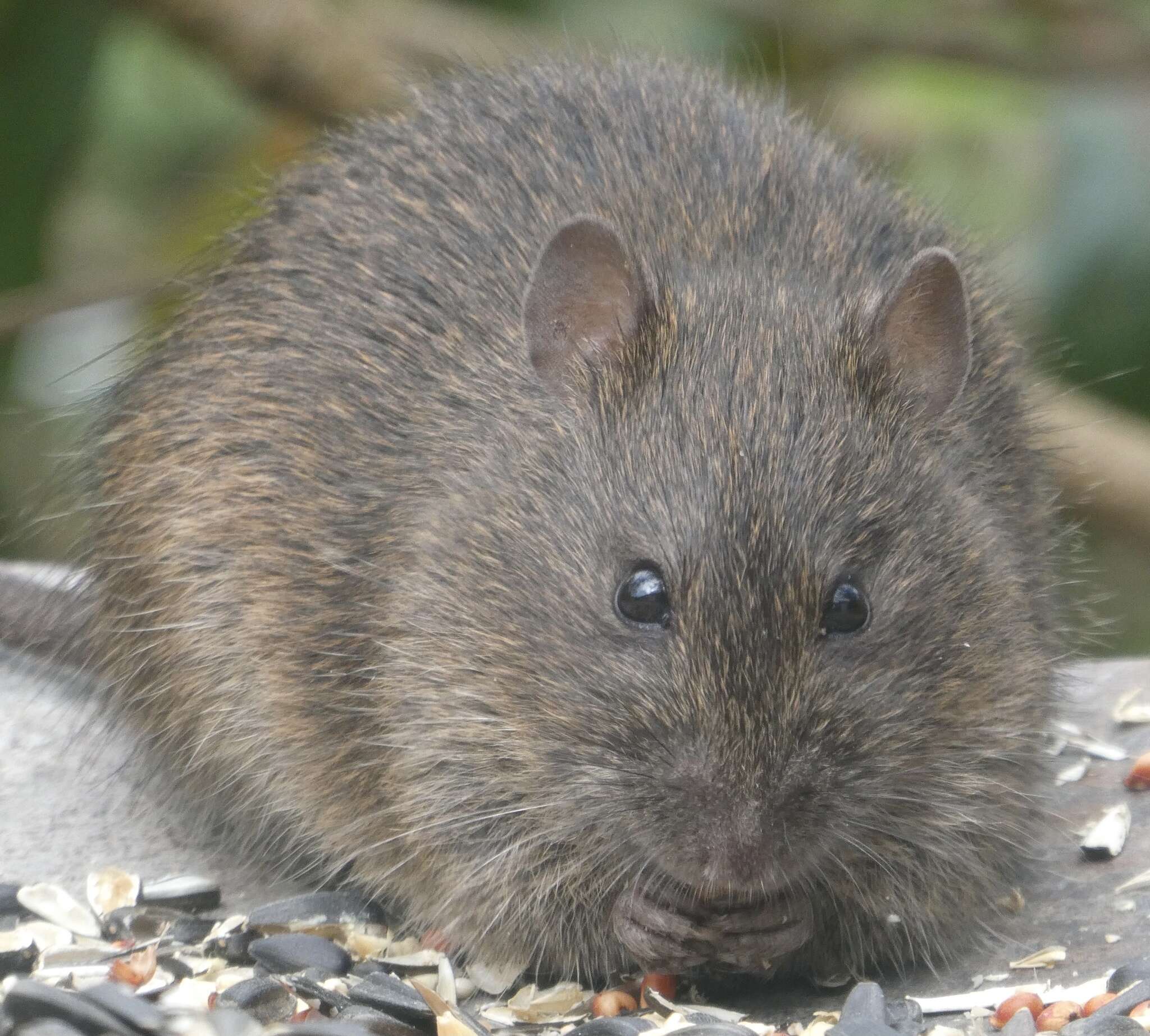 Image of Australian Swamp Rat