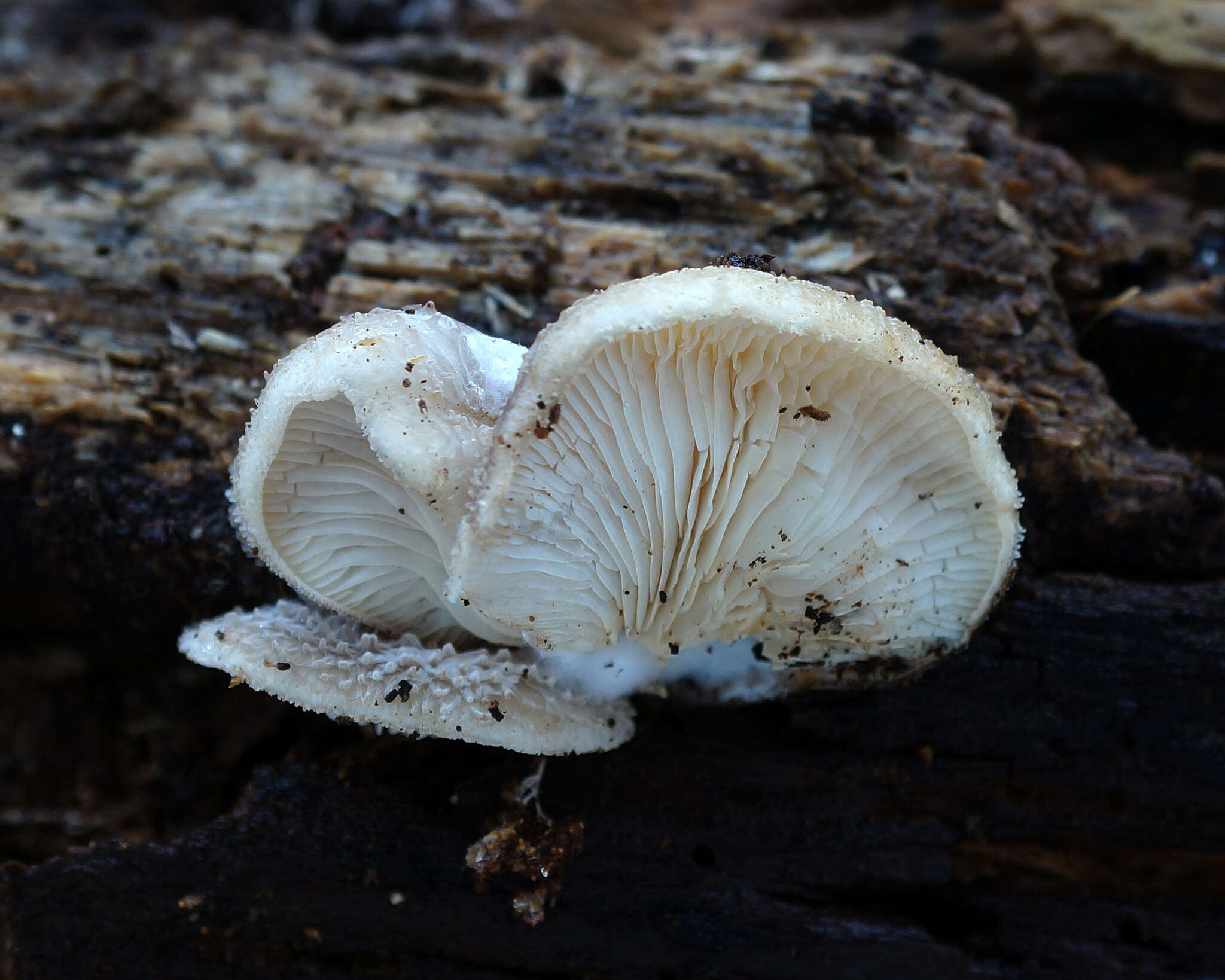 Hohenbuehelia mastrucata (Fr.) Singer 1951 resmi