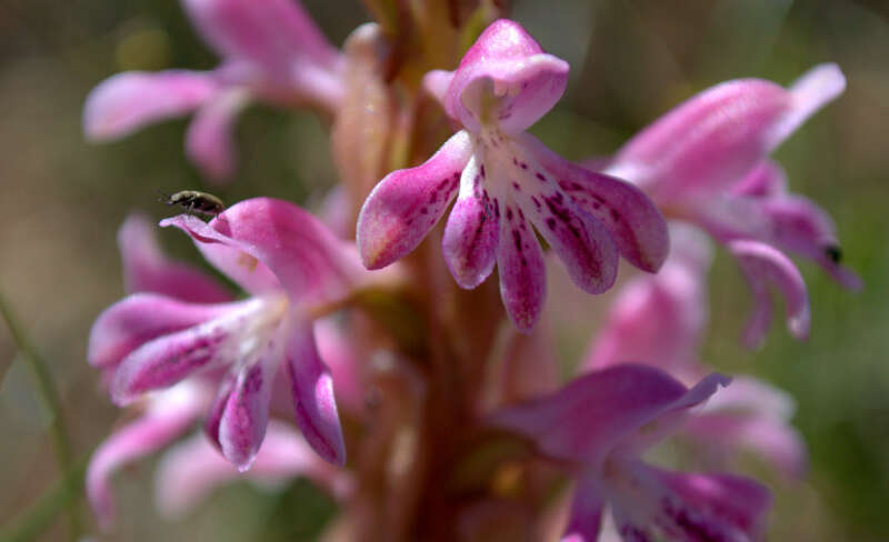 Image of Satyrium erectum Sw.