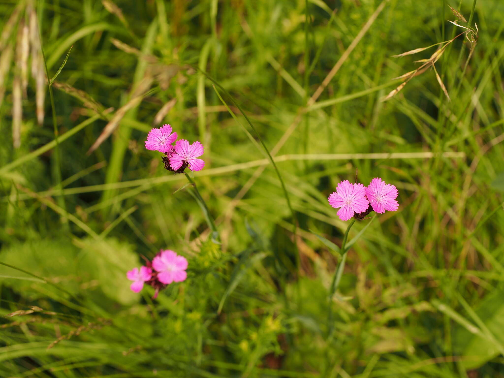 صورة Dianthus pontederae A. Kerner