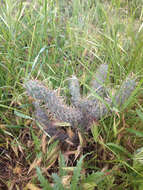 Image of coastal cholla