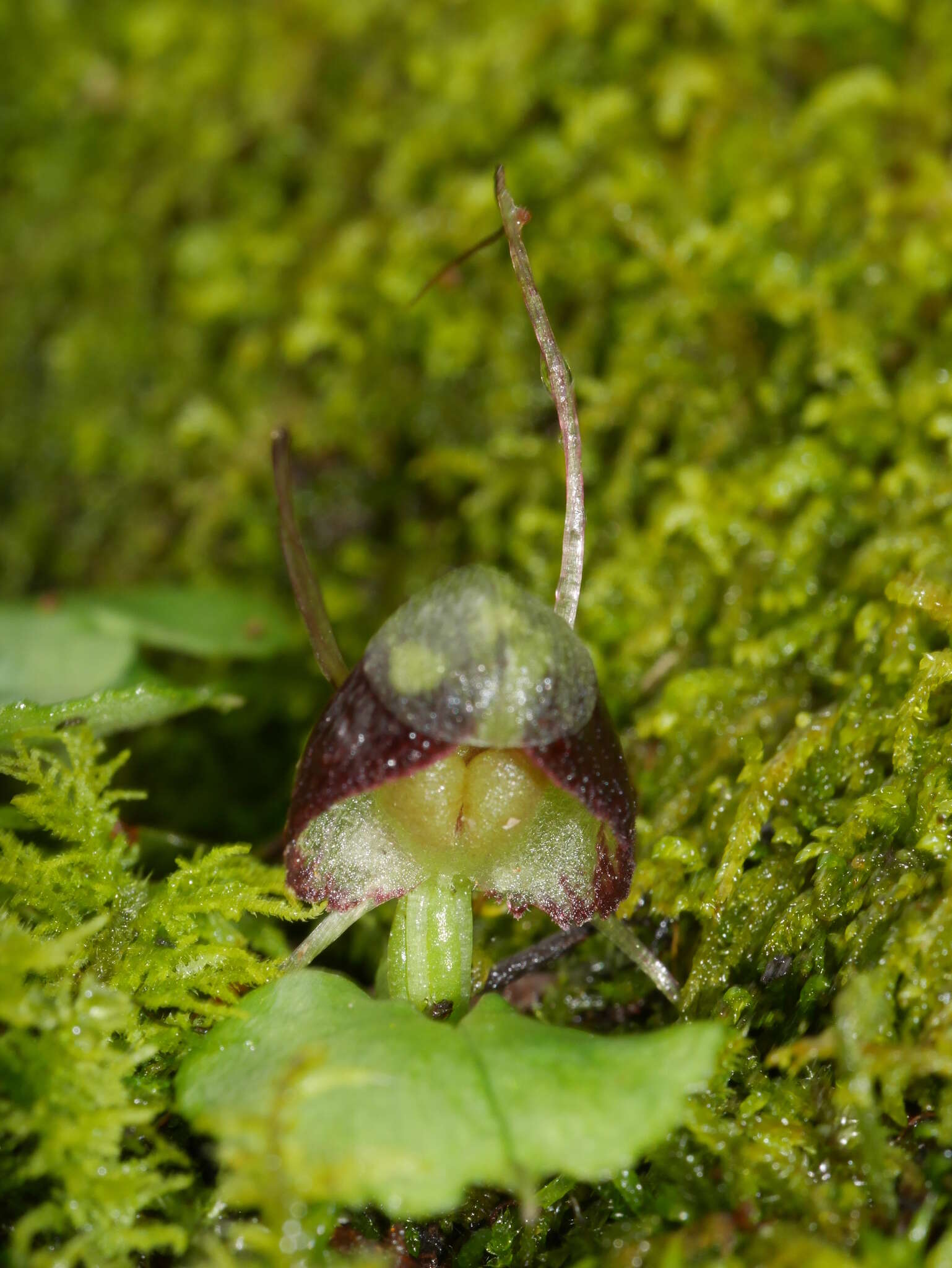 Image of Corybas vitreus Lehnebach