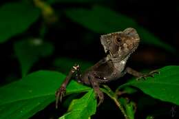 Image of Hernandez's helmeted iguana