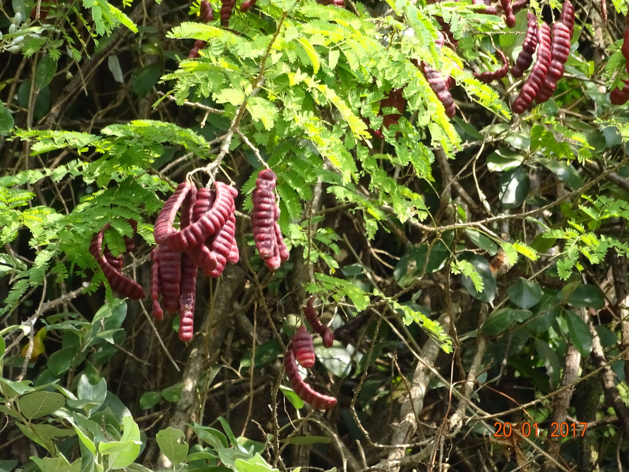 Image of Senegalia rugata (Lam.) Britton & Rose