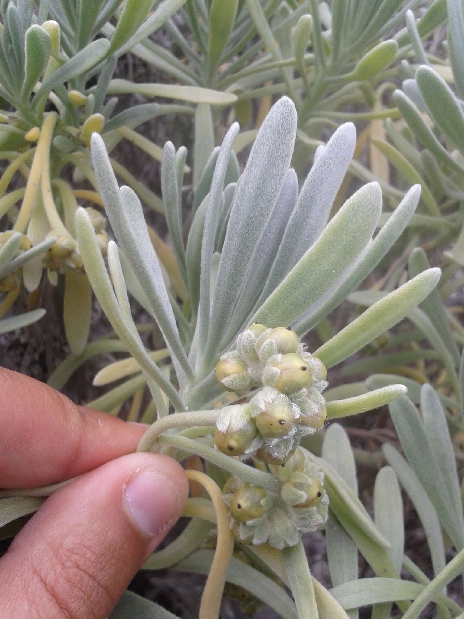 Imagem de Tournefortia gnaphalodes (L.) R. Br.