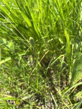 Image of Nuttall's pleatleaf