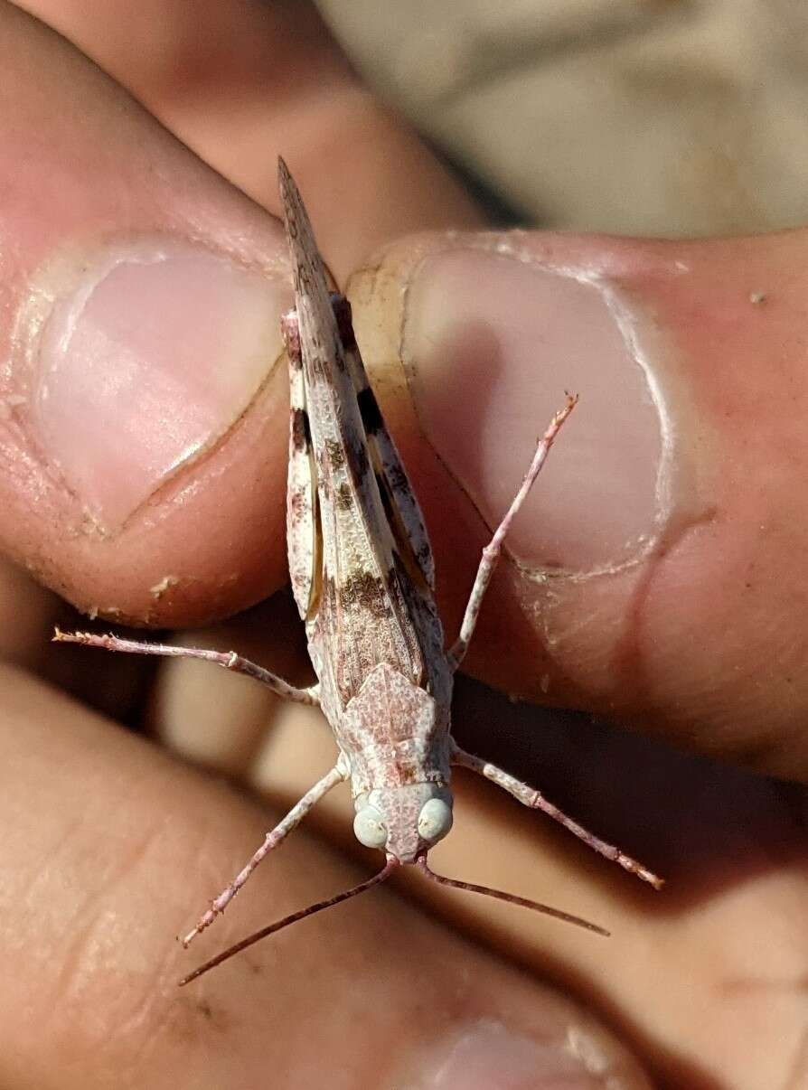 Trimerotropis californica Bruner & L. 1889 resmi