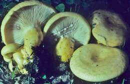 Image of Lactarius salicis-reticulatae Kühner 1975