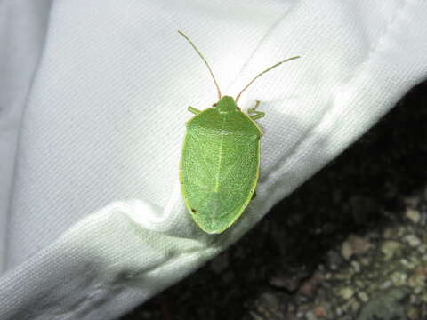 Image of Chlorocoris (Monochrocerus) hebetatus Distant 1890