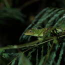 Image of Sulawesi Bloodsucker