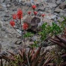 Image of Aloe debrana Christian