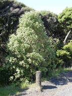 Image de Olearia albida Hook. fil.