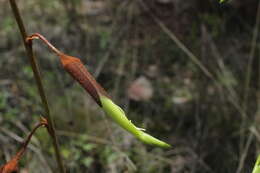 Imagem de Puya cochabambensis R. Vásquez & Ibisch