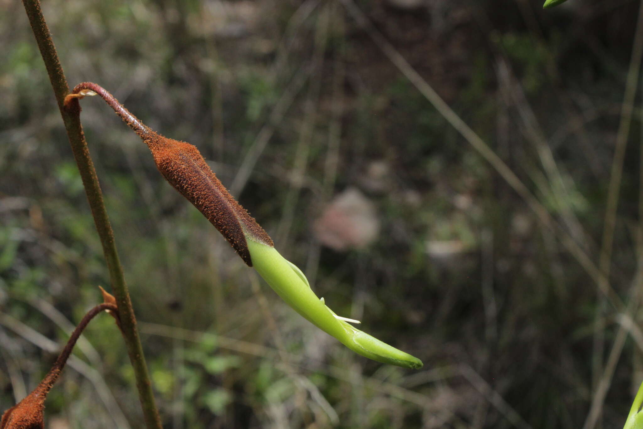 صورة Puya cochabambensis R. Vásquez & Ibisch