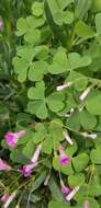 Sivun Oxalis articulata subsp. rubra (A. St.-Hil.) Lourteig kuva