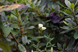 Image of Calceolaria hyssopifolia Kunth