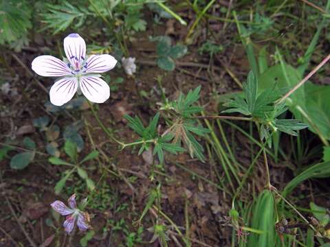 Image of Geranium dahuricum DC.