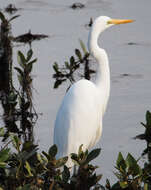 Image of Eastern great egret