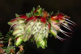 Image of Darwinia polychroma Keighery