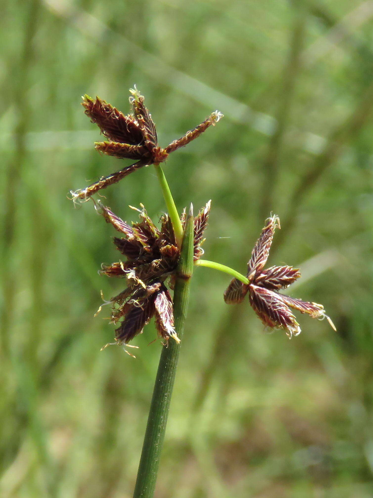 Imagem de Cyperus marginatus Thunb.