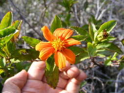 Image of Bidens clarendonensis Britt.