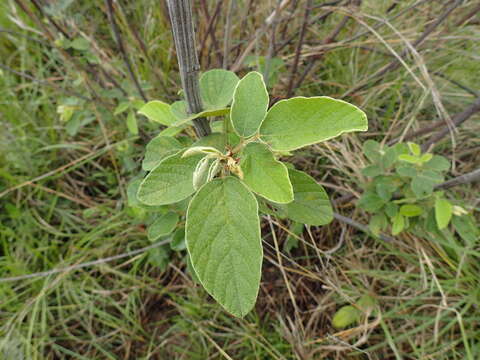 Image of Pseudarthria