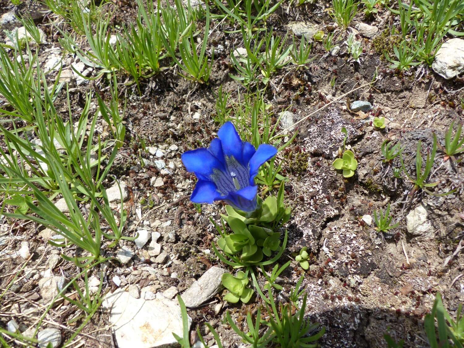 Image of Gentiana alpina Vill.