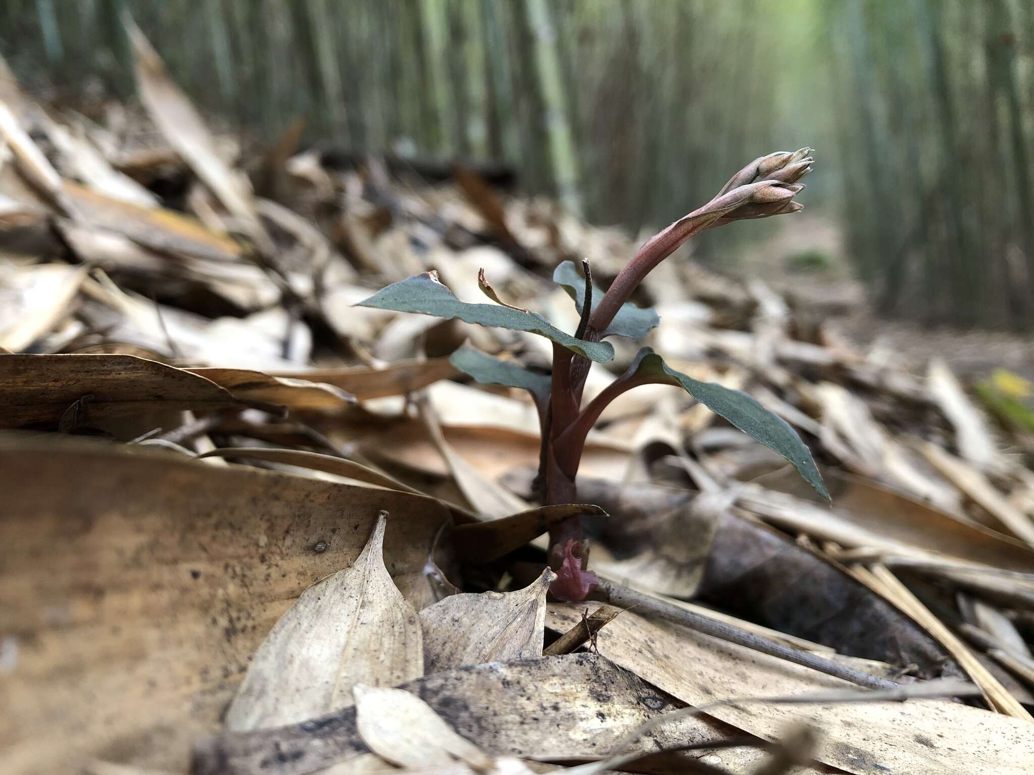 Image of Cheirostylis liukiuensis Masam.