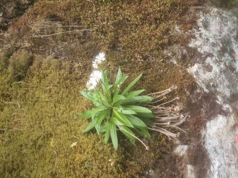 Image of Celmisia holosericea (Forst. fil.) Hook. fil.