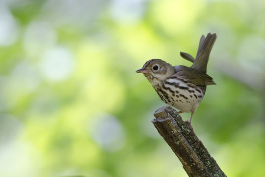 Image of Ovenbird