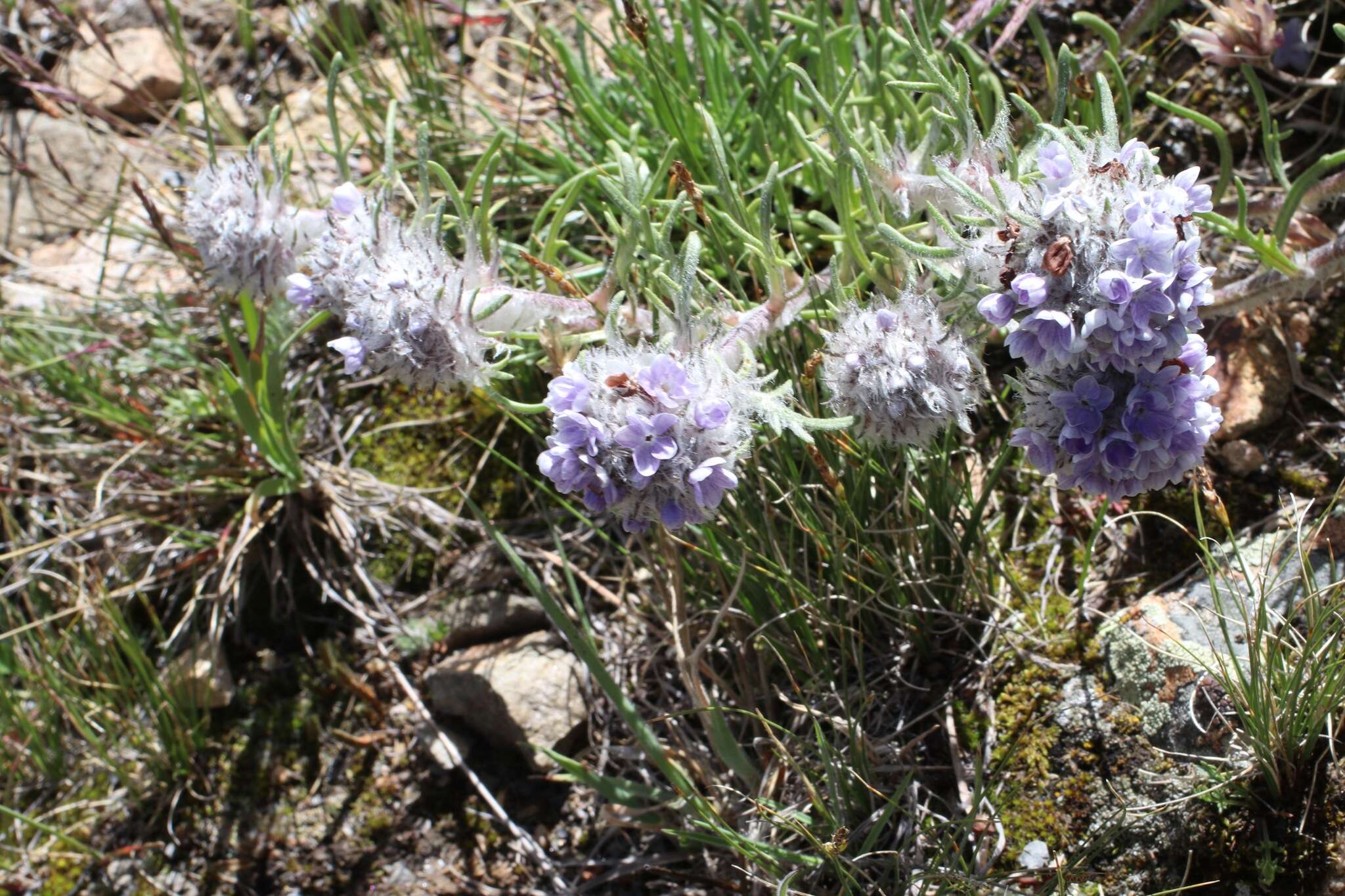 Plancia ëd Ipomopsis globularis (Brand) W. A. Weber