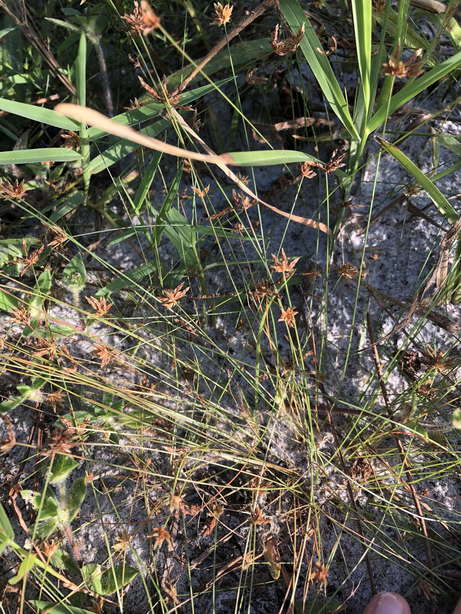 Image of watergrass