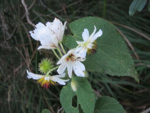 Image de Sparrmannia africana L. fil.