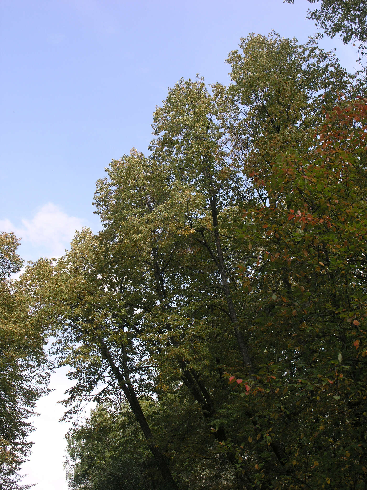 Image of Tilia amurensis var. sibirica (Fisch. ex Bayer) Y. C. Zhu