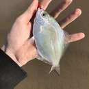 Image of Silver surfperch