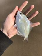 Image of Silver surfperch